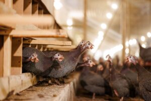H5N1 & Zoonotic Risks: The Next Wave of Global Surveillance?