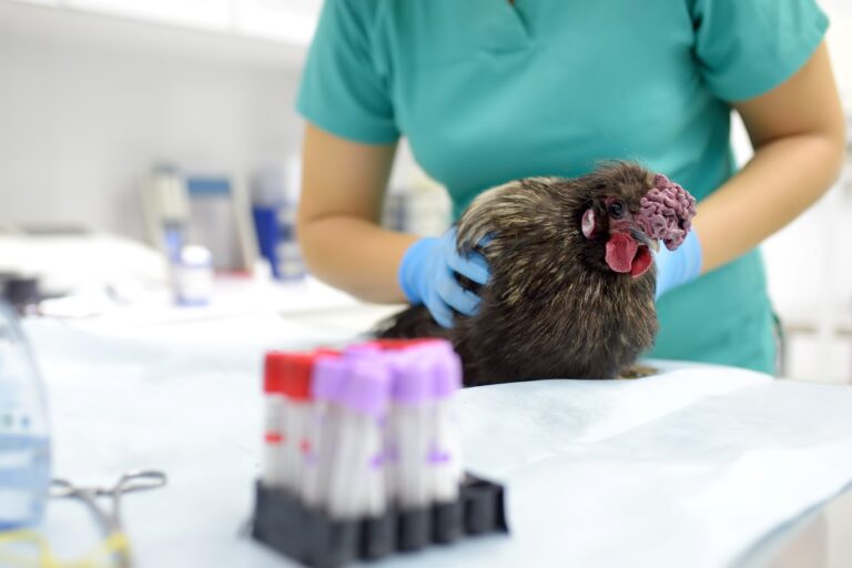 H5N1 Avian Influenza: Updates and Surveillance Insights