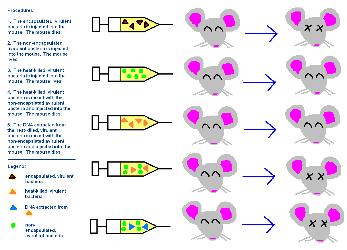 Diagram of the Avery-MacLeod-McCarty transformation experiment