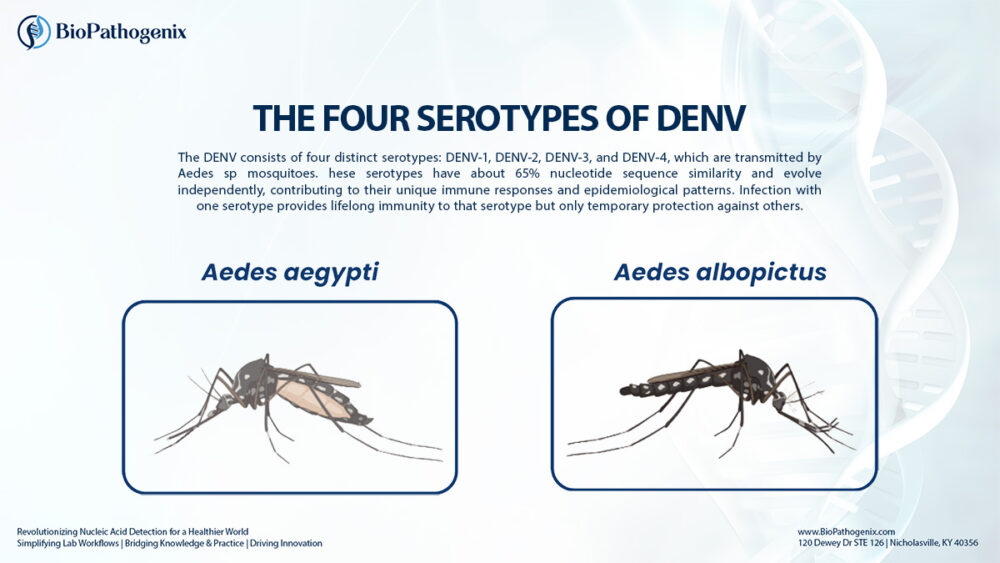 The four serotypes of dengue virus and mosquito vectors