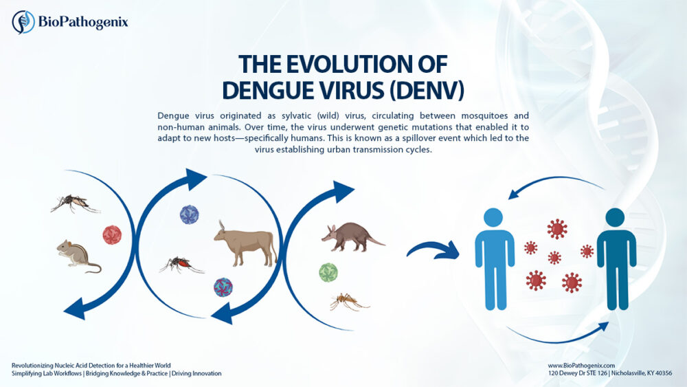 Evolution of dengue virus from sylvatic to human transmission cycles