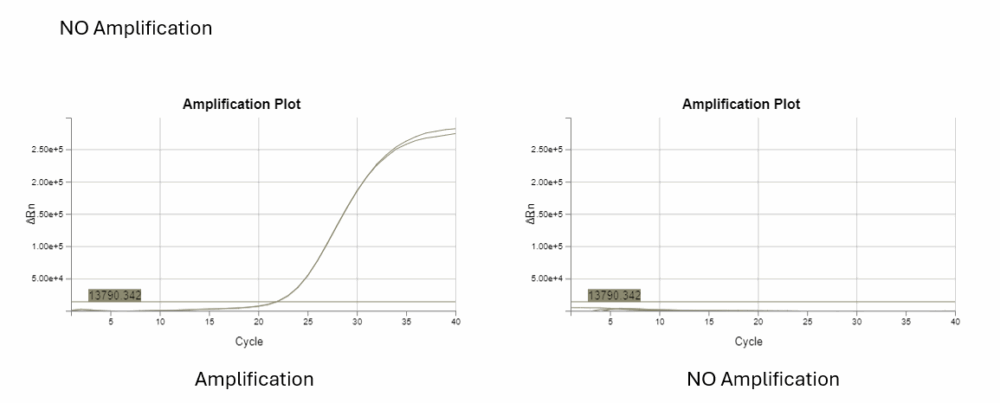 Amplification plot comparison showing normal amplification versus no amplification
