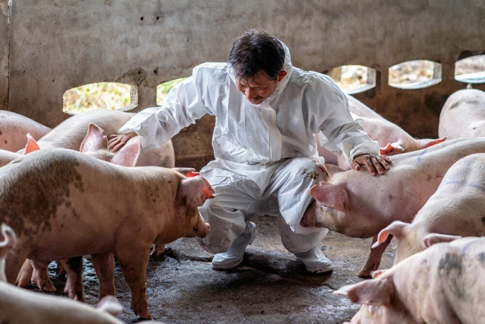 Veterinary professional monitoring livestock for zoonotic disease prevention