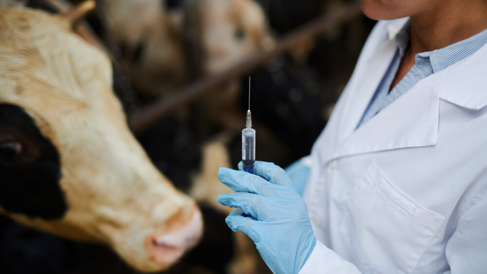 Veterinarian treating dairy cattle amid H5N1 outbreak