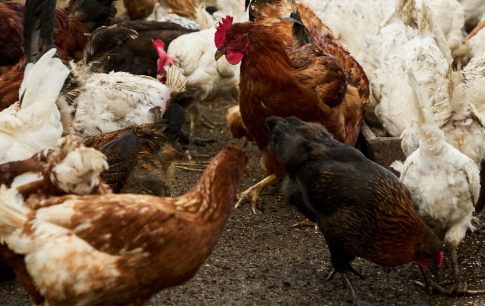 Poultry flock monitored during H5N1 avian influenza surveillance