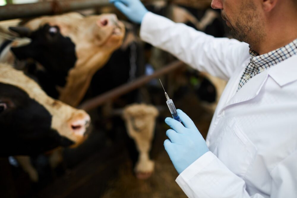 Veterinarian treating dairy cattle amid H5N1 surveillance efforts