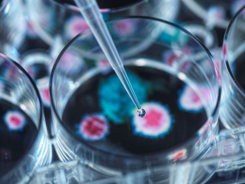 Researcher pipetting a sample onto a virus culture in a petri dish